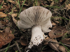 Tricholoma griseoviolaceum