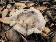 Tricholoma griseoviolaceum