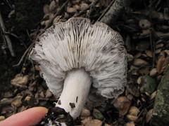 Tricholoma griseoviolaceum
