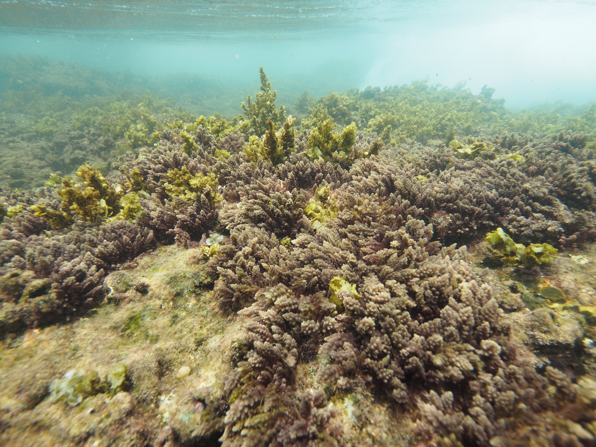 Asparagopsis taxiformis (Asparagopsis taxiformis)