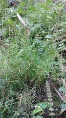 Pogonatherum crinitum