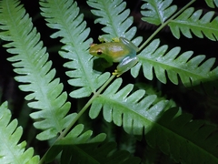 Sphaenorhynchus lacteus