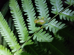 Sphaenorhynchus lacteus