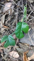Epipremnum