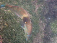 Halichoeres nicholsi