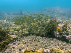 Siganus spinus
