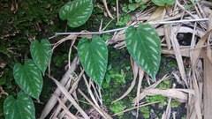 Cissus discolor