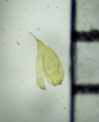 Hypnum cupressiforme cupressiforme