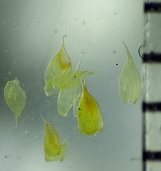 Hypnum cupressiforme cupressiforme