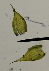 Hypnum cupressiforme cupressiforme