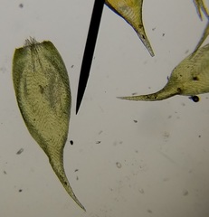 Hypnum cupressiforme cupressiforme