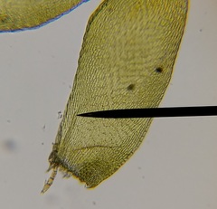 Hypnum cupressiforme cupressiforme