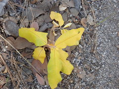 Asclepias hypoleuca