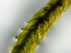 Hypnum cupressiforme cupressiforme