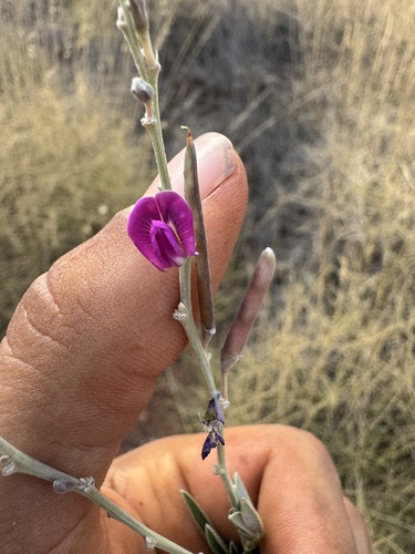 Tephrosia rosea observed 2025-09-15