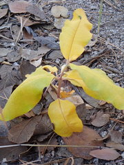 Asclepias hypoleuca