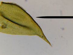 Hypnum cupressiforme cupressiforme