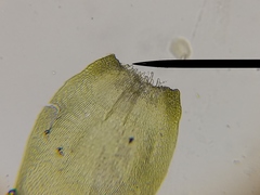 Hypnum cupressiforme cupressiforme