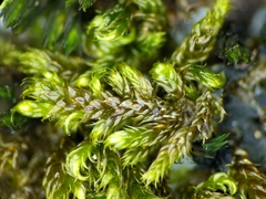 Hypnum cupressiforme cupressiforme