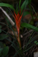 Tillandsia punctulata