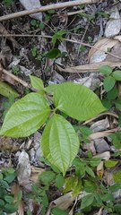 Dioscorea hispida