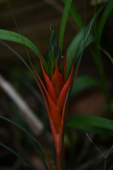Tillandsia punctulata