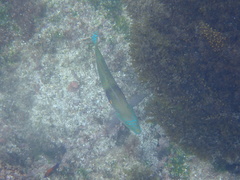Halichoeres nicholsi