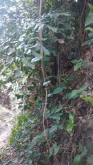 Epipremnum