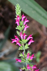 Salvia chiapensis
