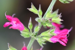 Salvia chiapensis