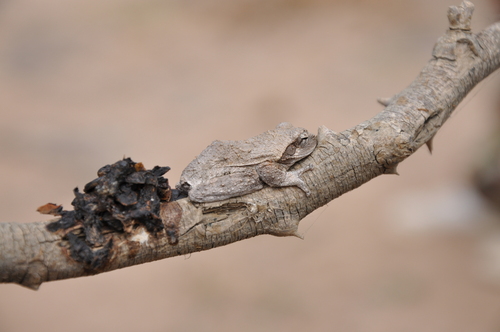 Grey Foam-nest Tree Frog