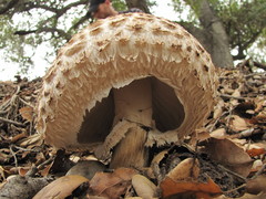 Rhacodium