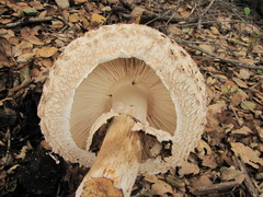Rhacodium