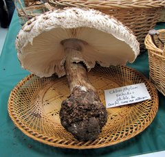 Rhacodium