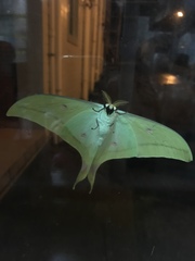 Actias sinensis