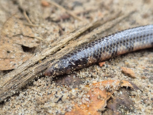 Bicoloured shieldtail