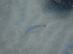 Halichoeres dispilus