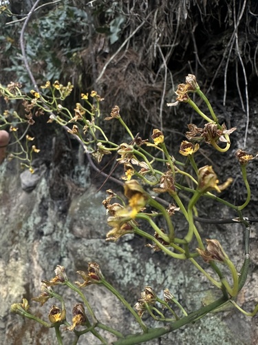 Cyrtochilum densiflorum, photograph 2