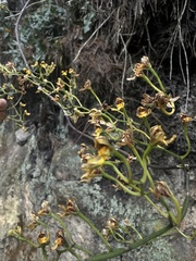 Cyrtochilum densiflorum, photograph (c) Nicolás Baresch Uribe, some rights reserved (CC BY)