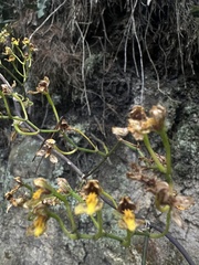 Cyrtochilum densiflorum, photograph (c) Nicolás Baresch Uribe, some rights reserved (CC BY)