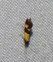 Opogona comptella