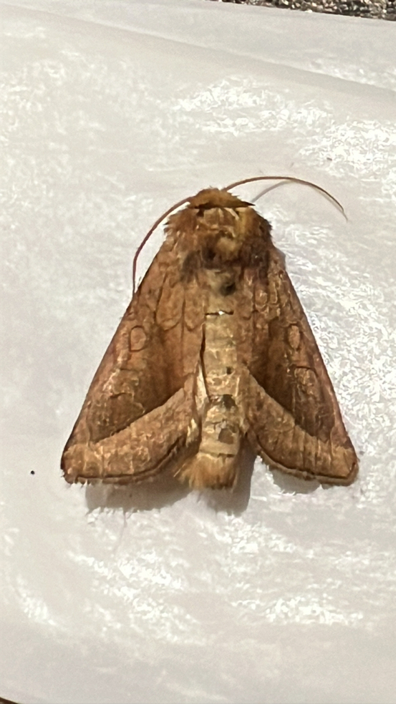 False Rosy Rustic Moth