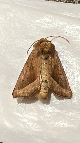 False Rosy Rustic Moth