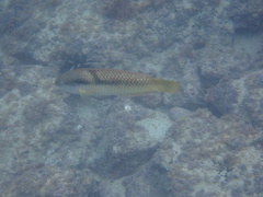 Halichoeres nicholsi