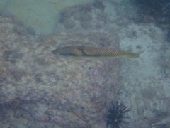 Halichoeres nicholsi