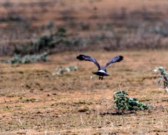 Melierax poliopterus