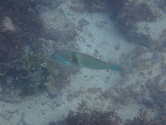 Halichoeres nicholsi
