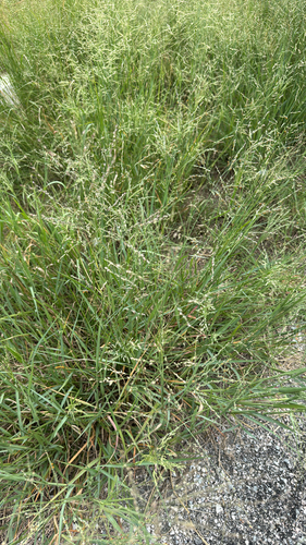 Panicum coloratum observed 2025-09-06