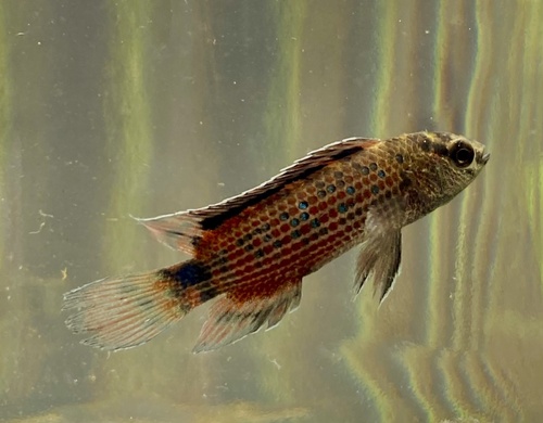 Red chameleonfish (Badis ruber) — Badidae — 3