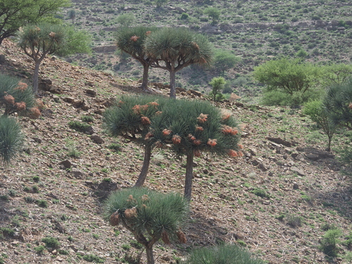 Gabal Elba dragon tree